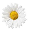 daisy daisy